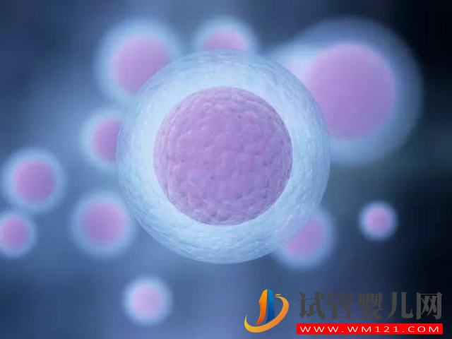 中國已婚女性可以凍卵子嗎？(圖1)