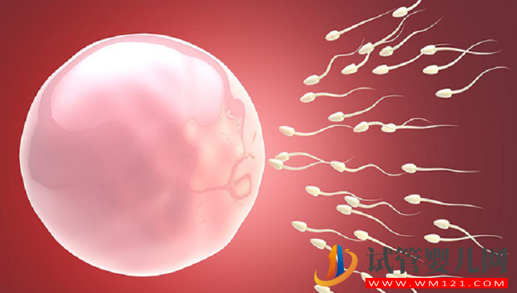 自然周期居然還有這些優(yōu)勢:卵泡質(zhì)量高的同時花費還少(圖2) 自然周期居然還有這些優(yōu)勢:卵泡質(zhì)量高的同時花費還少(圖2)