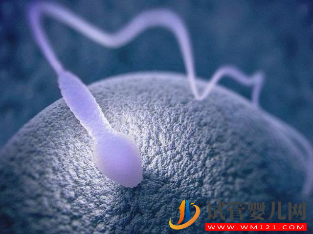 備孕男性僅需5招可快速增加精子活力,幫你早日成就“爸業(yè)”!(圖1) 備孕男性僅需5招可快速增加精子活力,幫你早日成就“爸業(yè)”!(圖1)