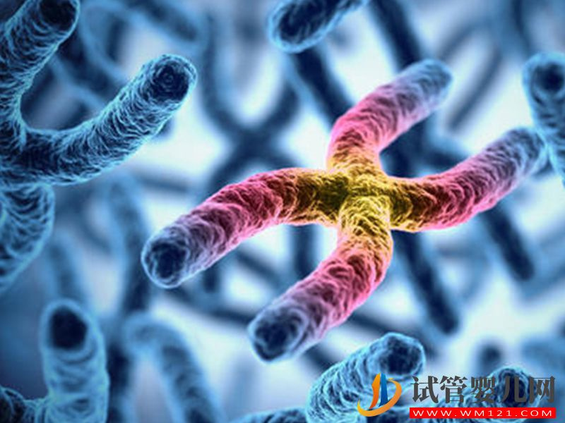 染色體易位做試管的成功率有多大，專家提醒不足50%(圖1)