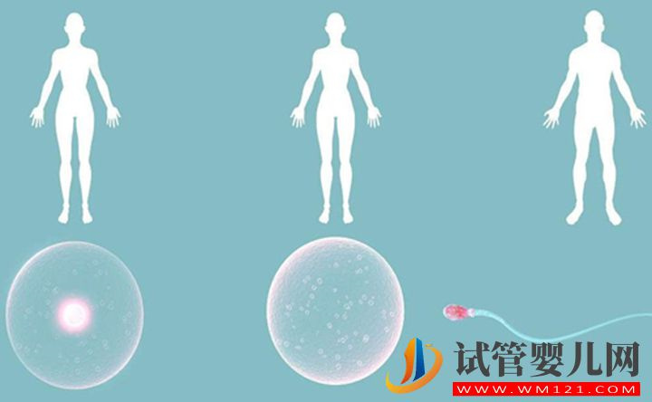 AFC竇卵泡計(jì)數(shù)作用可不小，卵巢功能、輔助生殖全靠它幫忙(圖2)