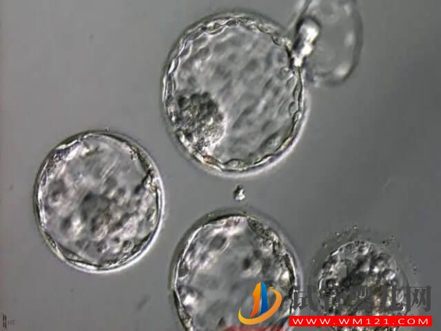 4ac在囊胚等級劃分中被稱為幾級囊胚？(圖1)