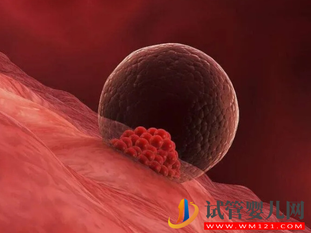 一個囊胚最晚著床時間不超過14天,其中還伴有這些奇妙的感覺(圖1) 一個囊胚最晚著床時間不超過14天,其中還伴有這些奇妙的感覺(圖1)