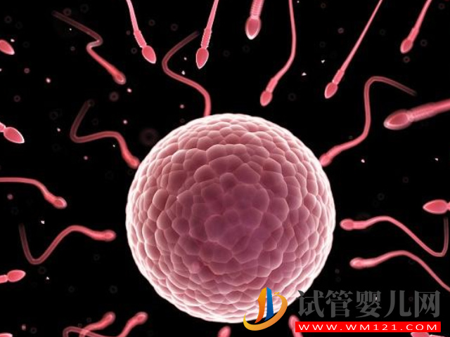 精子和卵子不受精生小孩希望渺茫，簡單2招幫你提升幾率(圖3)