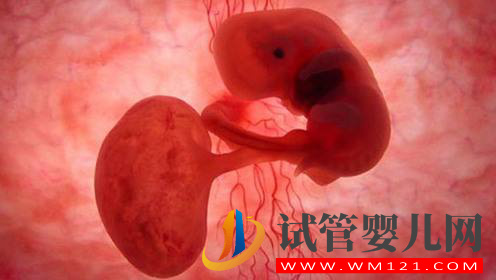 如何早期診斷胎停育？(圖1)