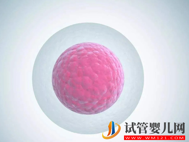 內膜和卵泡關系密切，厚度在該范圍才能養出優勢卵泡(圖1)