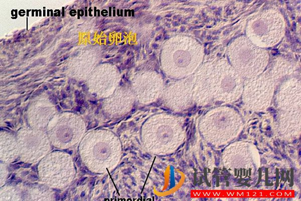 原始卵泡和始基卵泡的區別有4點，發育時間和結構都不一樣(圖2)