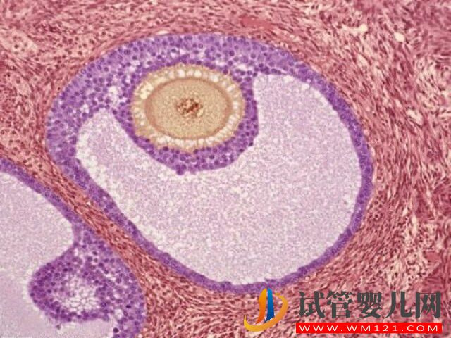 在山西做一次試管嬰兒的費用大約多少？(圖1)