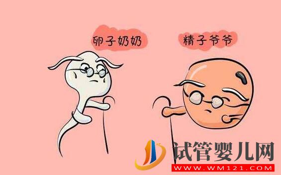 精子質量差 做試管嬰兒如何提高精子質量和受精率嗎？(圖2)