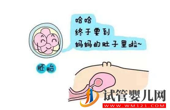 都勻胚胎移植后幾天會著床？有什么反應(圖1)