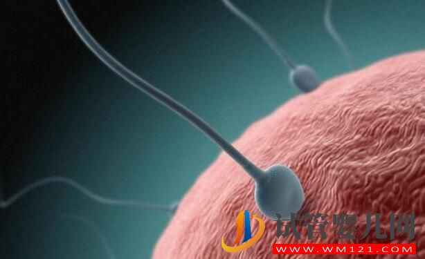 做試管嬰兒后突然自然懷孕是為什么(圖3)