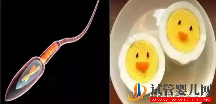 得了弱精子癥別著急,看這篇文章就清楚了(圖7)