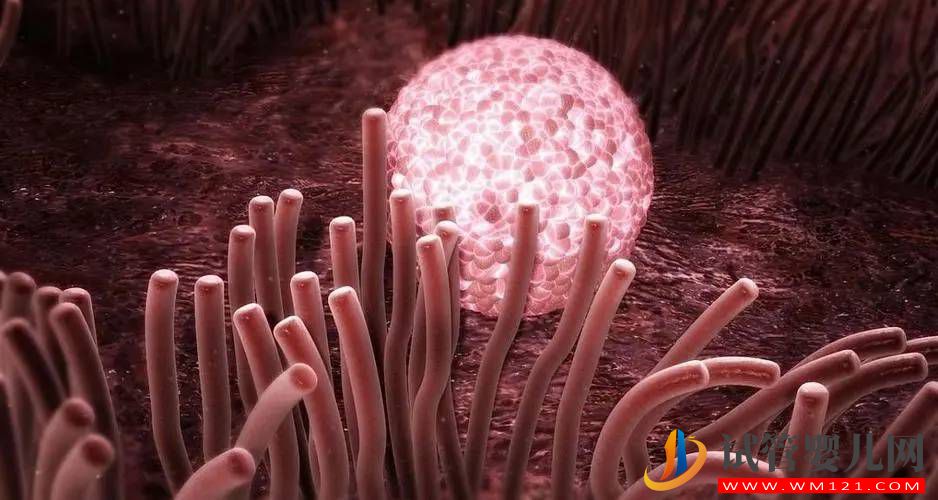 三代試管懷雙胎的幾種情況詳解(圖2)