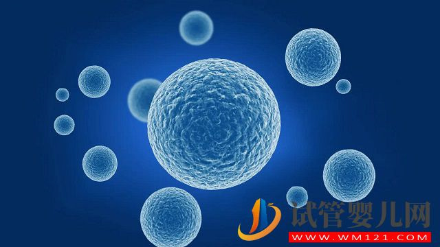 地中海貧血三代試管嬰兒成功率高嗎(圖1)