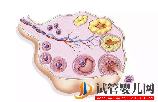 卵泡成熟遇到障礙怎么辦 有什么有效的辦法盡快懷孕？(圖1)