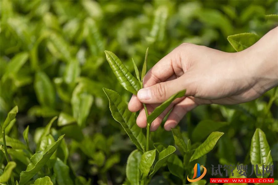 就像生了龍鳳胎，這些茶都是美麗的意外(圖1)