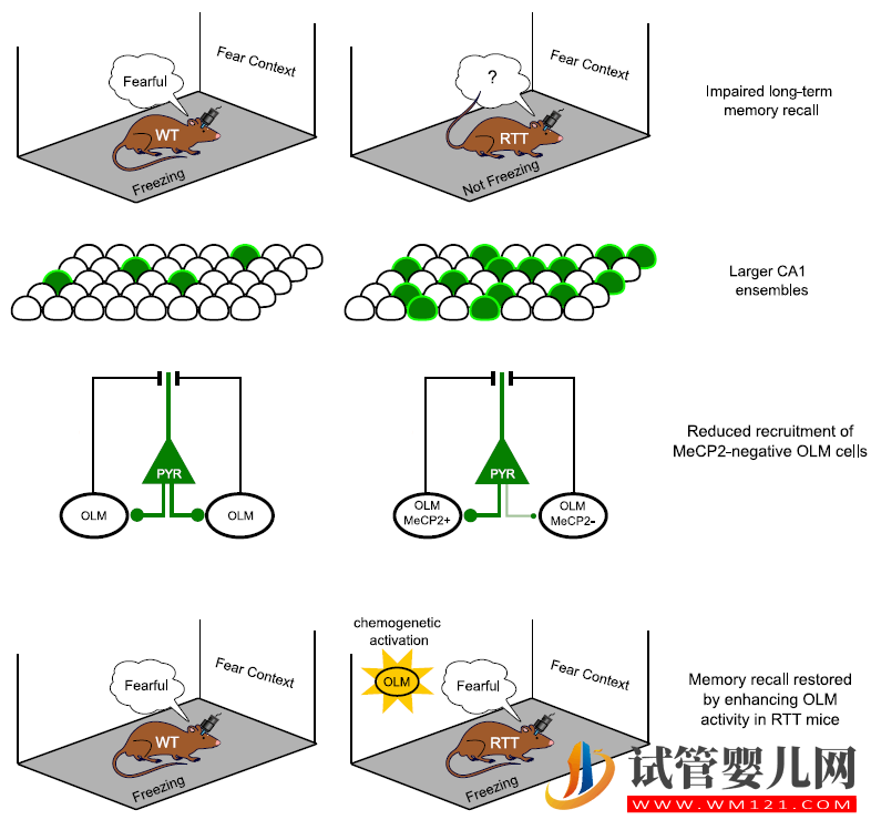 何靈杰博士等報(bào)道瑞特綜合癥長期記憶損傷的新機(jī)制(圖2)