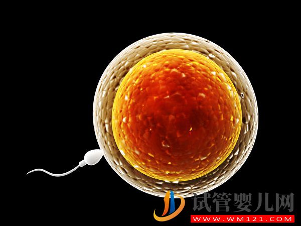 做試管嬰兒前提條件，卵泡萎縮患者無卵子不能做(圖1)