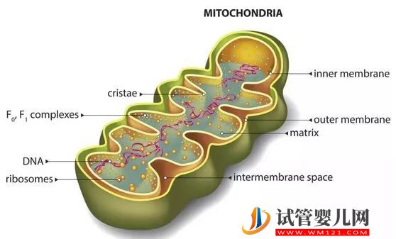 “一父二母”的第四代試管嬰兒——心動與挑戰并存(圖2)