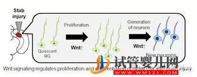 近期干細(xì)胞研究進(jìn)展匯總！(圖4)