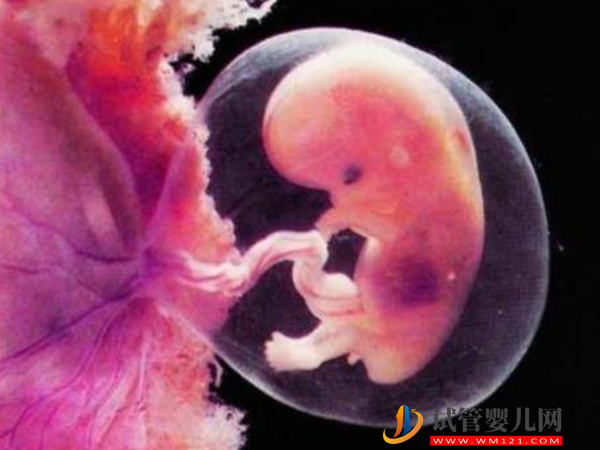 空卵泡和空囊并無關系鏈，兩者之間的區別大不同！(圖2)