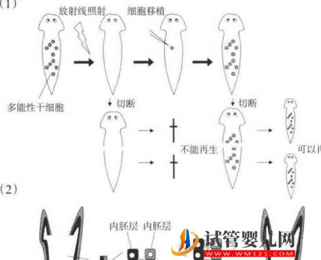 干細胞是如何成為再生醫學的？(圖2)