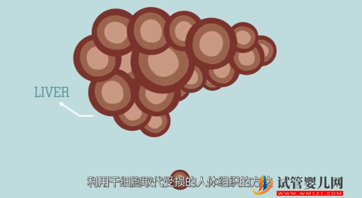 干細胞到底是個啥？(圖5)