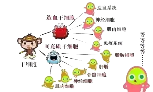 干細胞到底是個啥？(圖2)