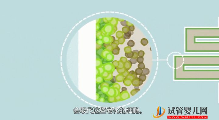 干細胞到底是個啥？(圖3)