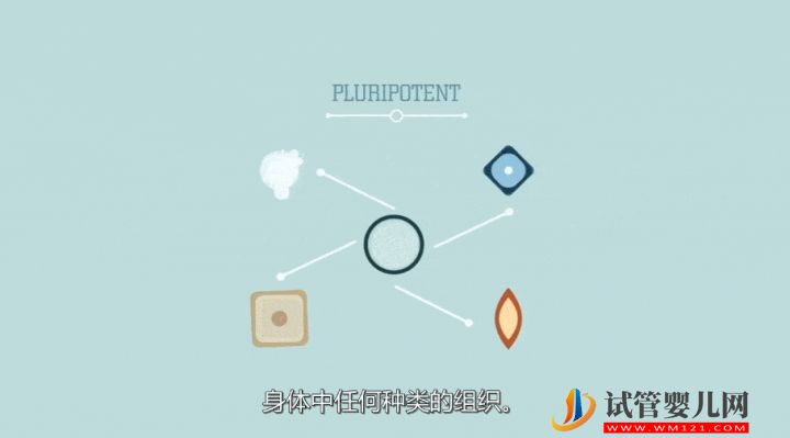 干細胞到底是個啥？(圖6)