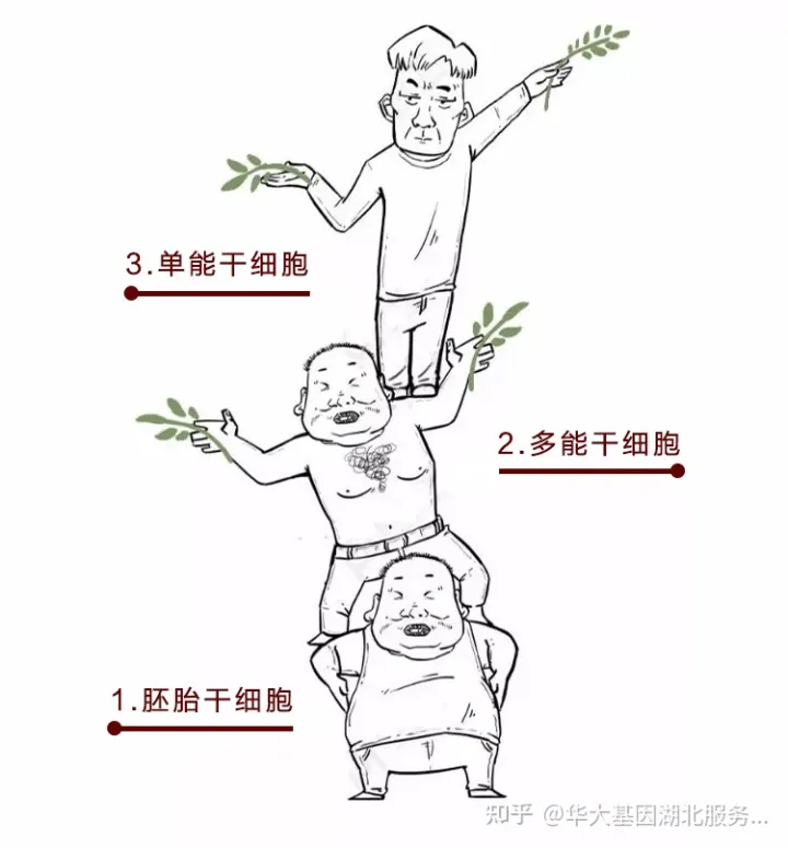 什么是干細胞？一文讓你讀懂！(圖4)