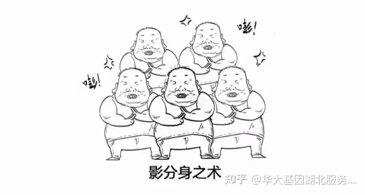 什么是干細胞？一文讓你讀懂！(圖5)