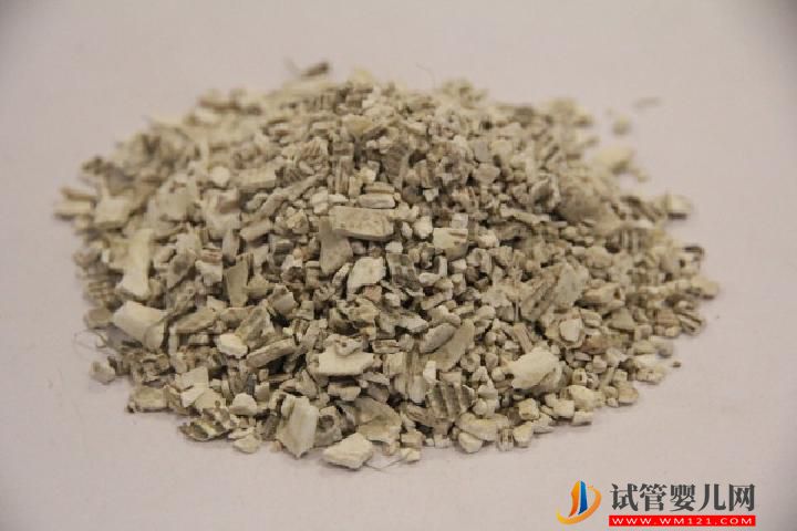 用什么泡水喝可以補腎壯陽 這4物泡水喝最能補腎壯陽(圖2)