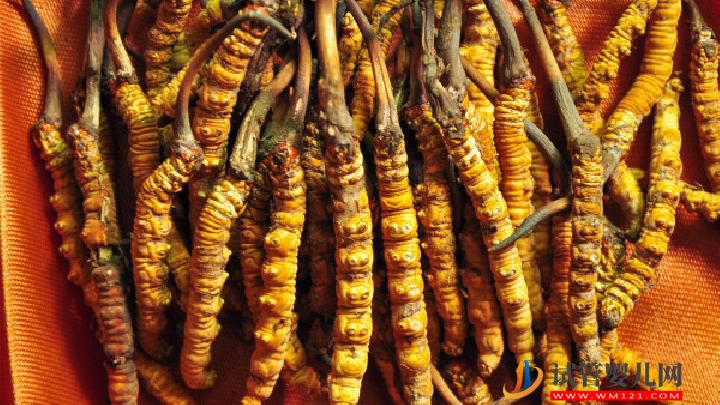 男性吃冬蟲夏草可以壯陽嗎 冬蟲夏草該怎么吃壯陽效果最佳(圖1)