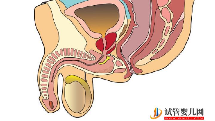 男性性功能障礙怎么得的 男性性功能障礙治療的七個要點-試管嬰兒網(wǎng) 男性性功能障礙怎么得的 男性性功能障礙治療的七個要點(圖1)