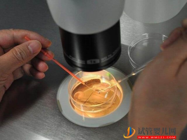 本溪試管5個鮮胚養囊一般可以成功幾個？(圖1)