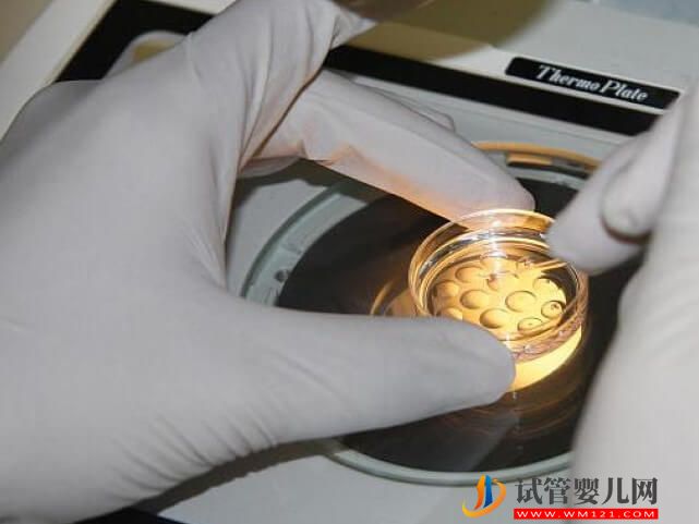 北海質量不好的鮮胚為什么還要養囊？(圖1)