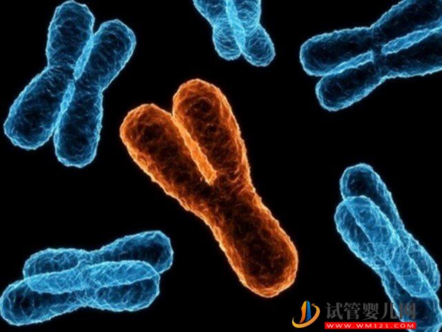 為什么人體23對染色體中第21號是最小的？(圖1)