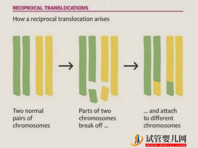 2號染色體和20號平衡易位的關系是怎樣的？(圖1)