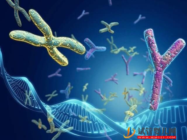2號染色體p12片段重復(fù)可怕嗎?(圖1) 2號染色體p12片段重復(fù)可怕嗎?(圖1)
