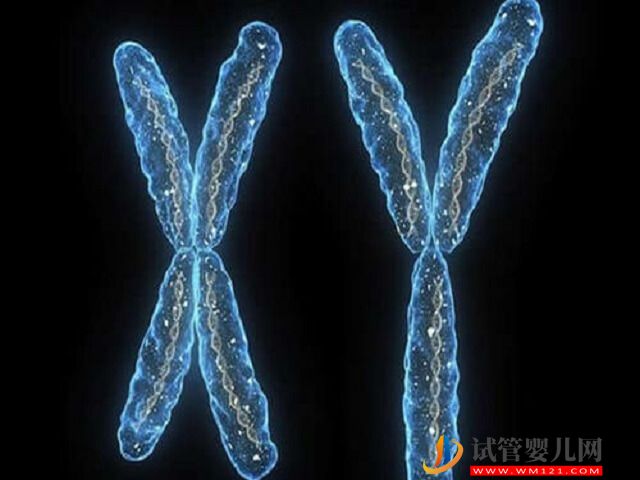2號染色體p12片段重復(fù)可怕嗎?(圖2) 2號染色體p12片段重復(fù)可怕嗎?(圖2)