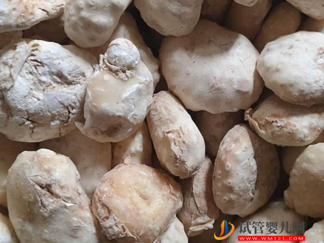 孕婦切勿食用生南星，誘發(fā)胎兒畸形幾率真心高！(圖2)