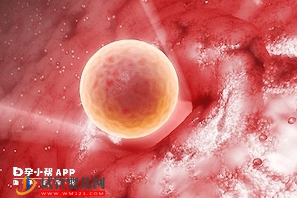 受精卵著床有五大癥狀表現(xiàn)，出現(xiàn)類似感冒癥狀說明你著床了(圖2)