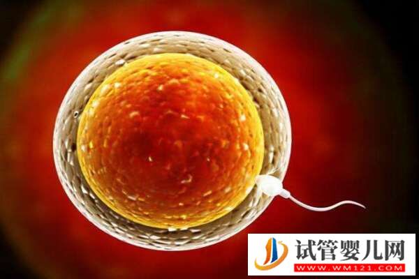 精子質量會影響試管嬰兒成功率嗎？揭秘背后的真相！(圖1)