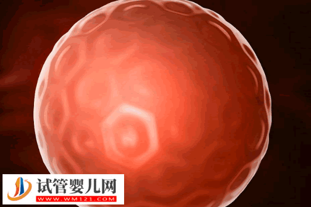 4bb囊胚的移植成功經驗分享，選擇合適的移植時間很重要(圖1)