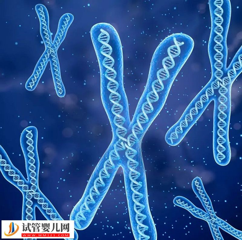 走近最難以捉摸的染色體(圖1) 走近最難以捉摸的染色體(圖1)
