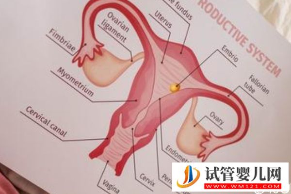 取卵后醫(yī)生會在第一次來月經(jīng)移植還是第二次移，60s弄清(圖3)
