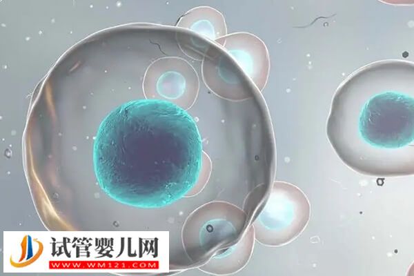 試管嬰兒移植后胸疼的原因是什么(圖1)