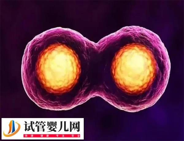 日本試管嬰兒雙胞胎幾率有多大(圖3)