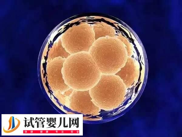 上海同濟(jì)醫(yī)院試管嬰兒多少錢(圖2)